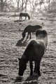 sw-Tiere.008