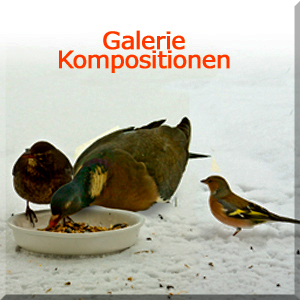 Komposition Vögel