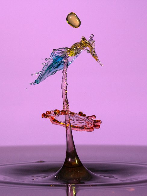 Insekt.JPG