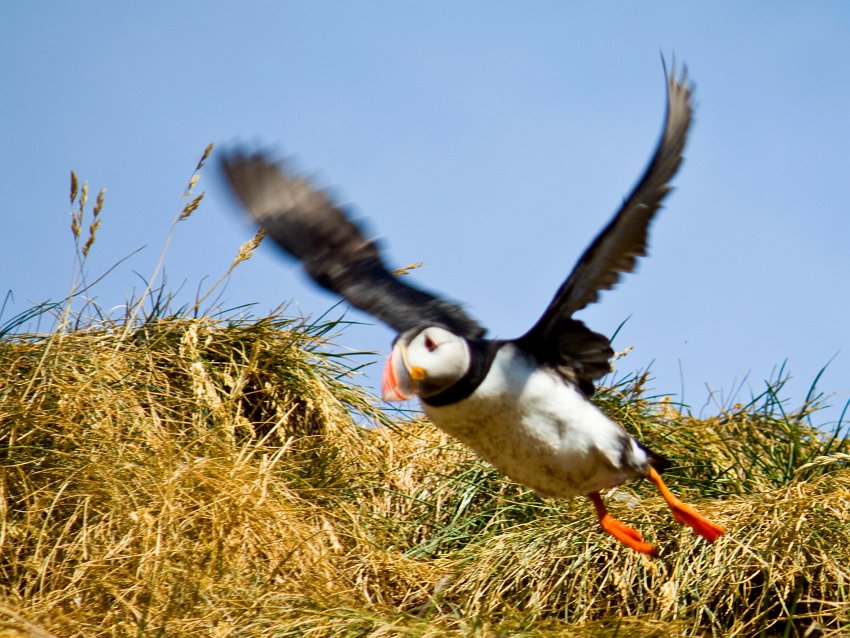 _MG_0104.jpg - Papageientaucher